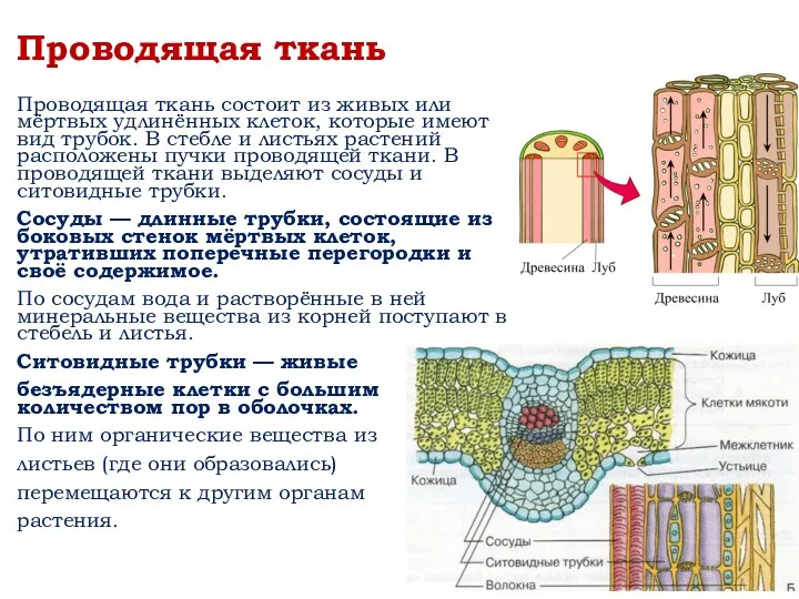 Проводящая ткань состоит из живых или мёртвых удлинённых клеток, которые