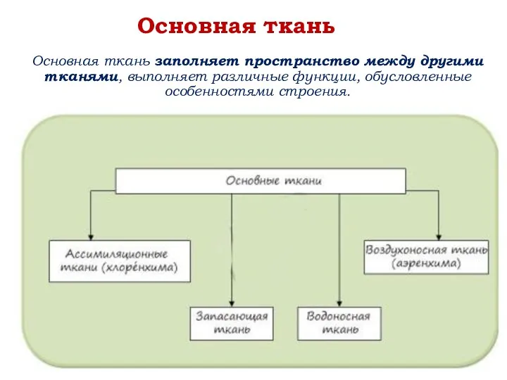 Основная ткань заполняет пространство между другими тканями, выполняет различные функции, обусловленные особенностями строения. Основная ткань