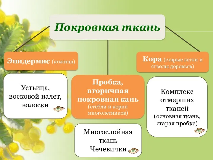 Покровная ткань Устьица, восковой налет, волоски Кора (старые ветки и