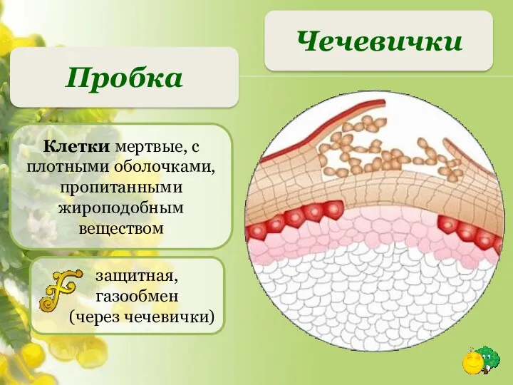 Чечевички Пробка Клетки мертвые, с плотными оболочками, пропитанными жироподобным веществом защитная, газообмен (через чечевички)