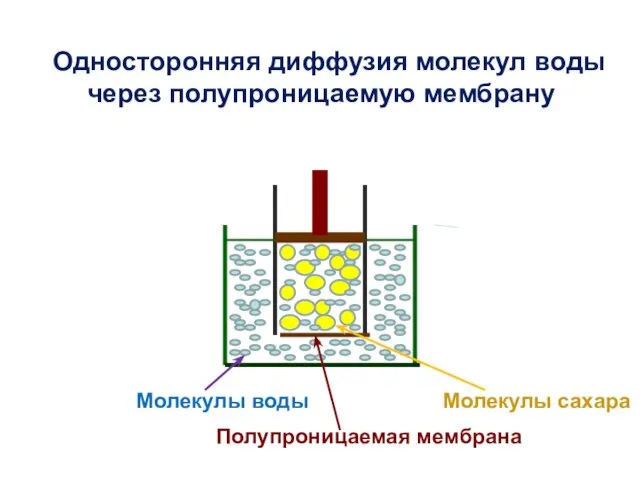 Молекулы сахара Молекулы воды Полупроницаемая мембрана Односторонняя диффузия молекул воды через полупроницаемую мембрану