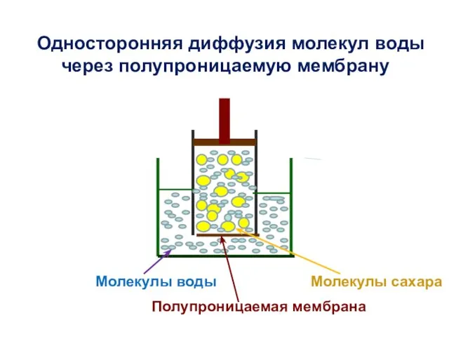 Молекулы сахара Молекулы воды Полупроницаемая мембрана Односторонняя диффузия молекул воды через полупроницаемую мембрану