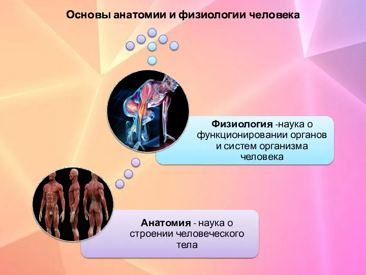 Основы анатомии и физиологии человека