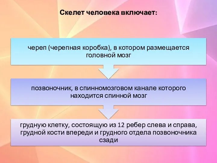 Скелет человека включает: