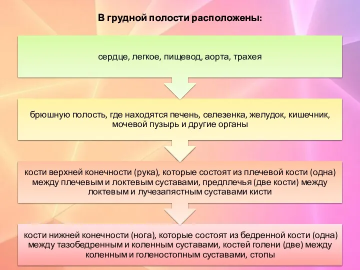 В грудной полости расположены: