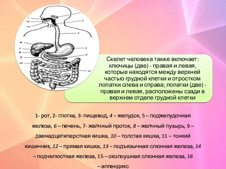 1- рот, 2- глотка, 3- пищевод, 4 – желудок, 5