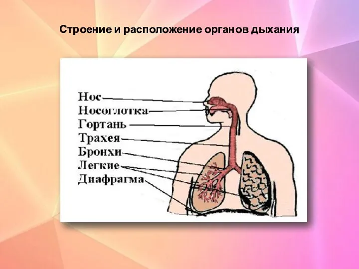 Строение и расположение органов дыхания