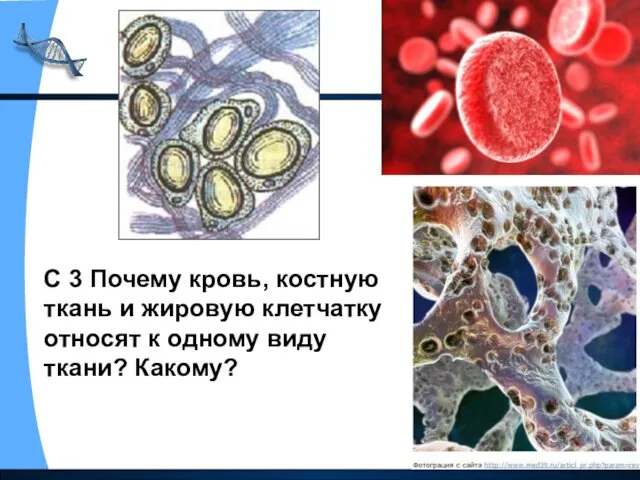 С 3 Почему кровь, костную ткань и жировую клетчатку относят к одному виду ткани? Какому?