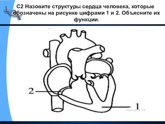 С2 Назовите структуры сердца человека, которые обозначены на рисунке цифрами 1 и 2. Объясните их функции.