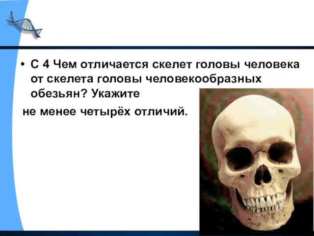 С 4 Чем отличается скелет головы человека от скелета головы человекообразных обезьян? Укажите