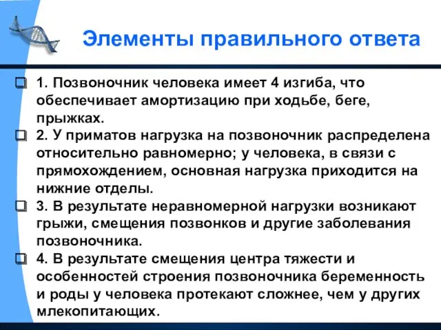 1. Позвоночник человека имеет 4 изгиба, что обеспечивает амортизацию при ходьбе, беге, прыжках.