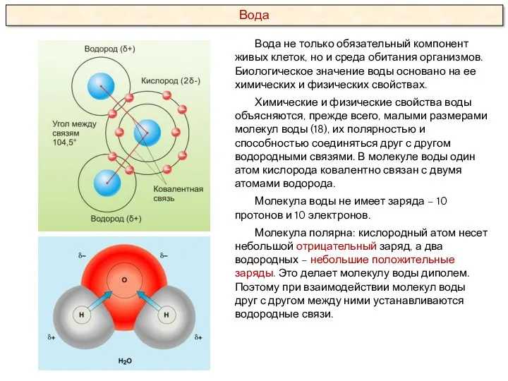 Вода не только обязательный компонент живых клеток, но и среда