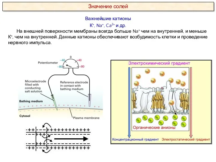 Важнейшие катионы К+, Na+, Ca2+ и др. На внешней поверхности