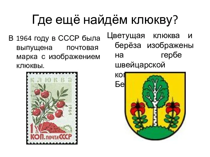 Где ещё найдём клюкву? В 1964 году в СССР была