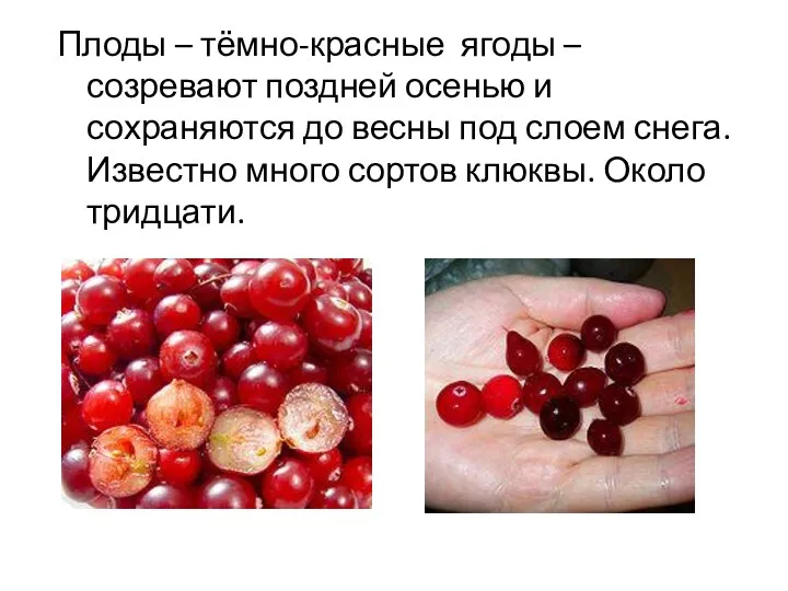 Плоды – тёмно-красные ягоды – созревают поздней осенью и сохраняются