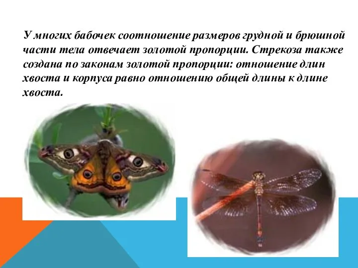 У многих бабочек соотношение размеров грудной и брюшной части тела