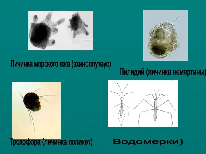 Личинка морского ежа (эхиноплутеус) Трохофора (личинка полихет) Пилидий (личинка немертины) Водомерки)