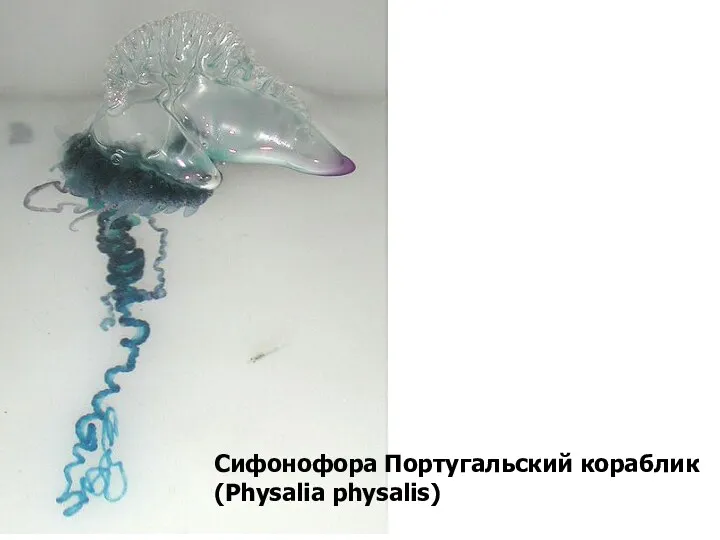 Сифонофора Португальский кораблик (Physalia physalis)