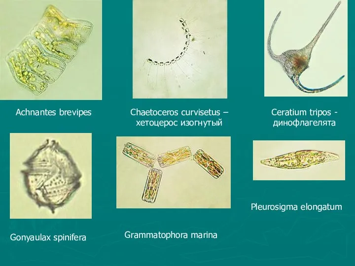 Achnantes brevipes Chaetoceros curvisetus – хетоцерос изогнутый Ceratium tripos -