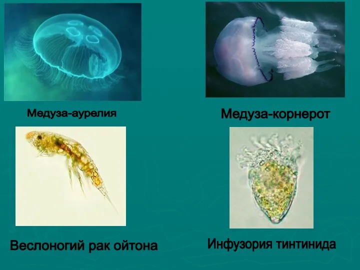 Медуза-аурелия Медуза-корнерот Веслоногий рак ойтона Инфузория тинтинида