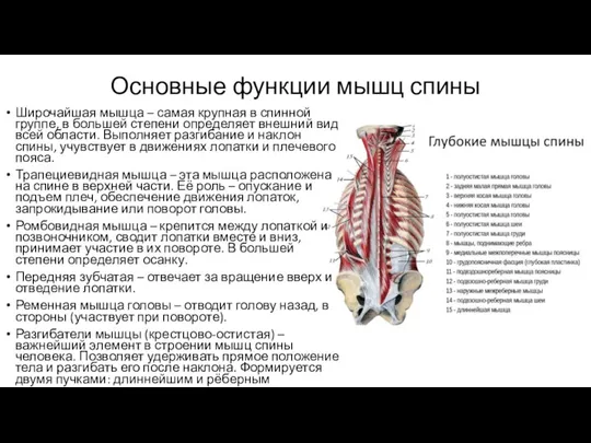 Основные функции мышц спины Широчайшая мышца – самая крупная в