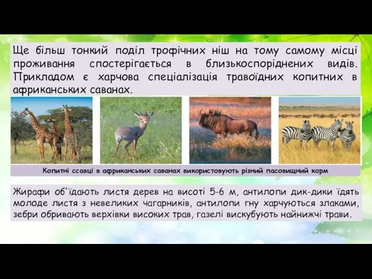 Ще більш тонкий поділ трофічних ніш на тому самому місці