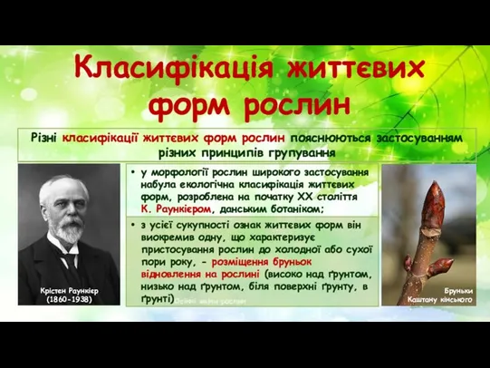 Класифікація життєвих форм рослин Осінні зміни рослин Крістен Раункієр (1860-1938) Бруньки Каштану кінського