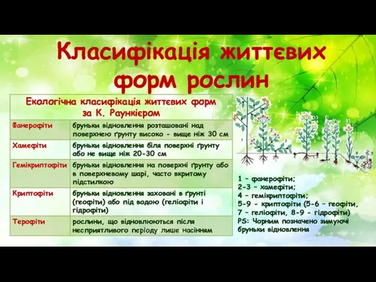 Класифікація життєвих форм рослин Осінні зміни рослин 1 – фанерофіти;