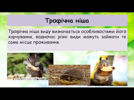 Трофічна ніша Трофічна ніша виду визначається особливостями його харчування, водночас