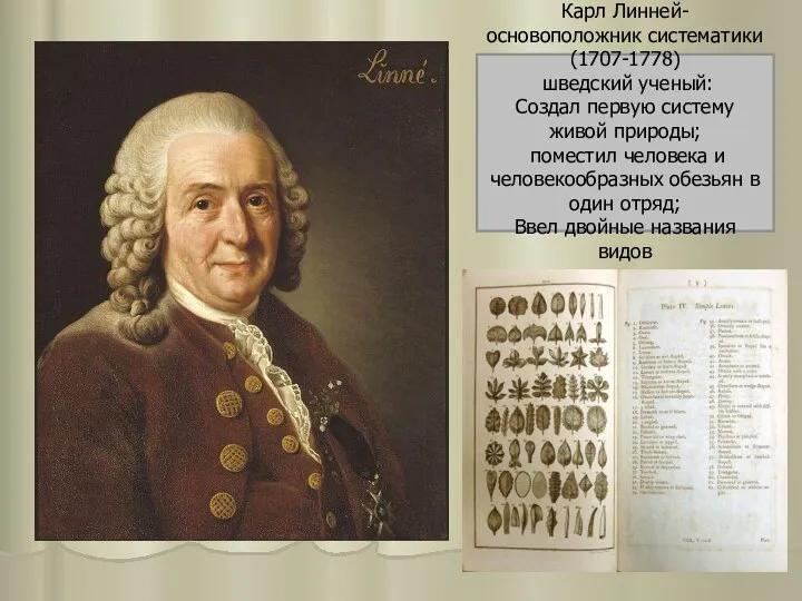 Карл Линней- основоположник систематики (1707-1778) шведский ученый: Создал первую систему