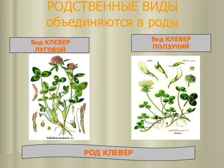 РОДСТВЕННЫЕ ВИДЫ объединяются в роды Вид КЛЕВЕР ЛУГОВОЙ Вид КЛЕВЕР ПОЛЗУЧИЙ РОД КЛЕВЕР