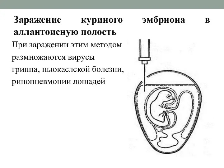 Заражение куриного эмбриона в аллантоисную полость При заражении этим методом