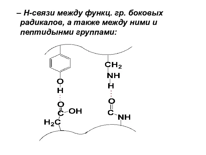 – Н-связи между функц. гр. боковых радикалов, а также между ними и пептидынми группами: