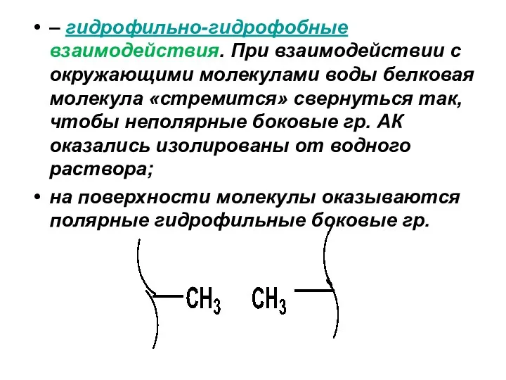 – гидрофильно-гидрофобные взаимодействия. При взаимодействии с окружающими молекулами воды белковая