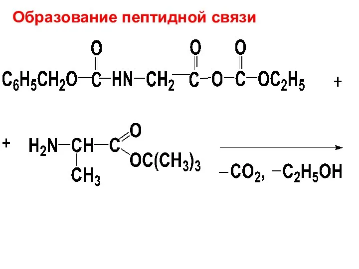 Образование пептидной связи