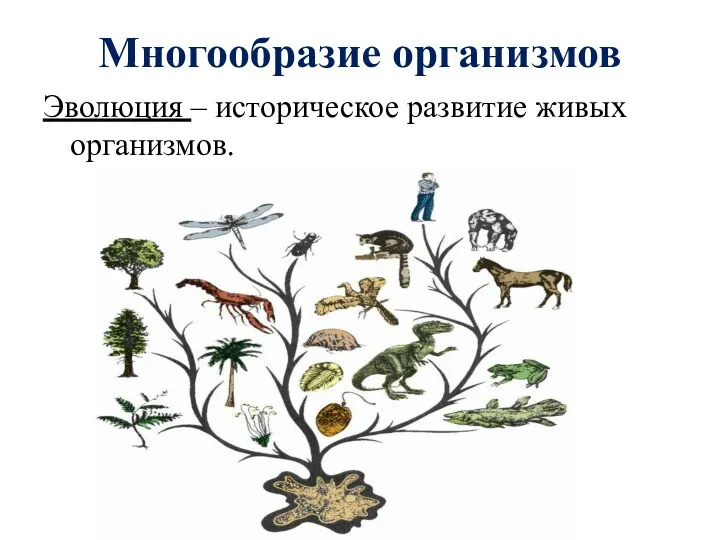 Многообразие организмов Эволюция – историческое развитие живых организмов.