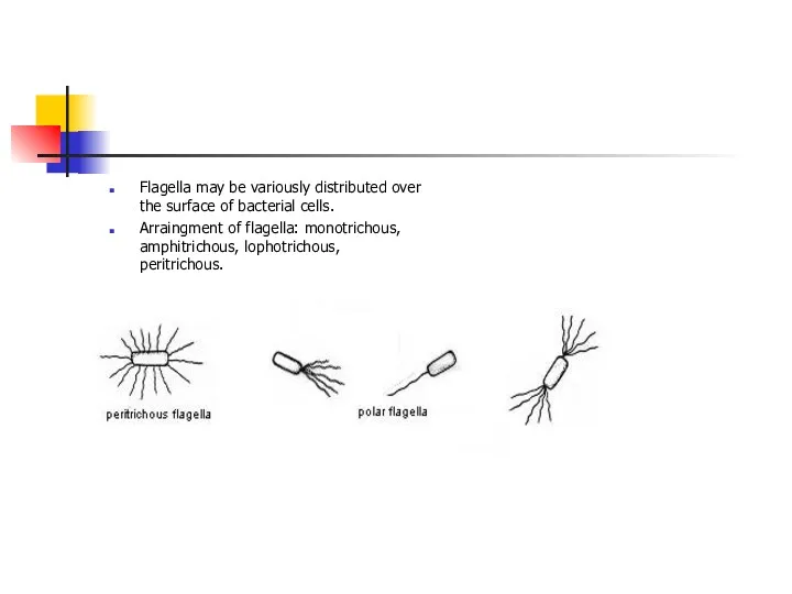 Flagella may be variously distributed over the surface of bacterial cells. Arraingment of