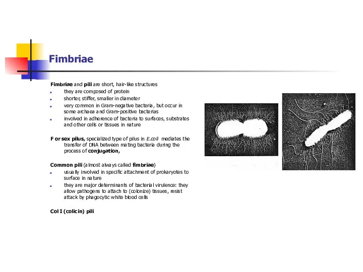 Fimbriae Fimbriae and pili are short, hair-like structures they are composed of protein