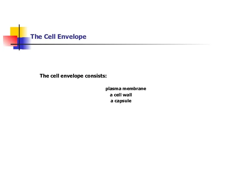 The Cell Envelope The cell envelope consists: plasma membrane a cell wall a capsule