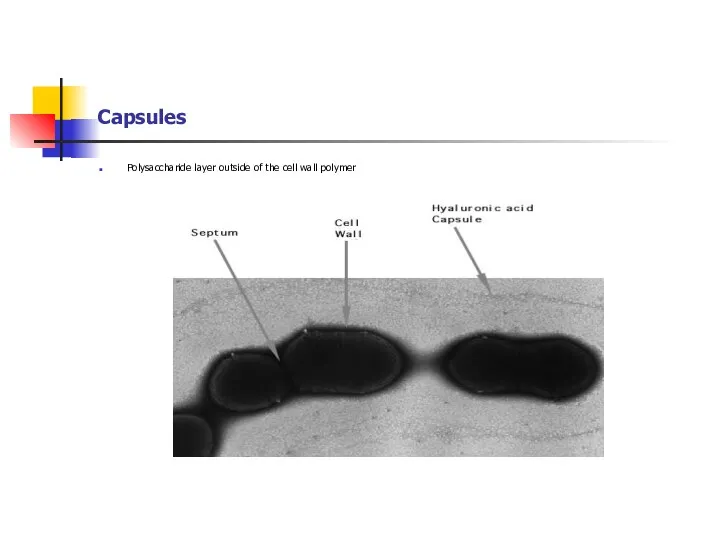Capsules Polysaccharide layer outside of the cell wall polymer