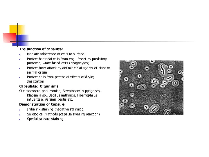 The function of capsules: Mediate adherence of cells to surface Protect bacterial cells