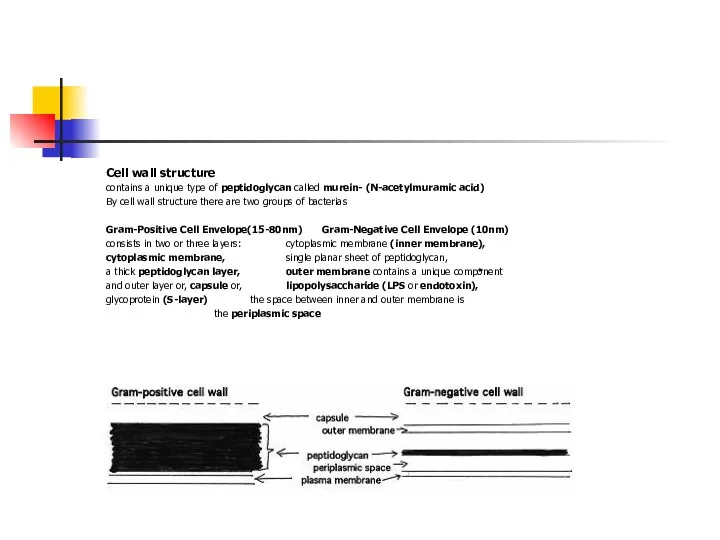 Cell wall structure contains a unique type of peptidoglycan called murein- (N-acetylmuramic acid)