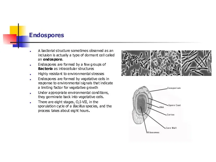 Endospores A bacterial structure sometimes observed as an inclusion is actually a type