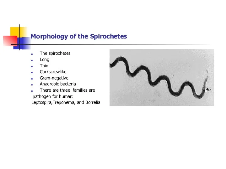 Morphology of the Spirochetes The spirochetes Long Thin Corkscrewlike Gram-negative Anaerobic bacteria There