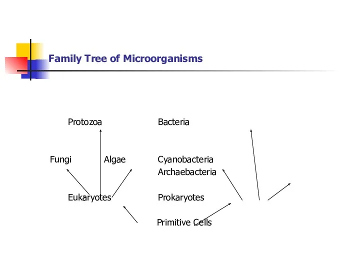 Family Tree of Microorganisms Protozoa Bacteria Fungi Algae Cyanobacteria Archaebacteria Eukaryotes Prokaryotes Primitive Cells