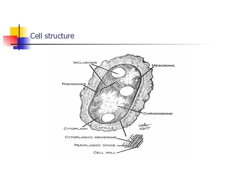 Cell structure