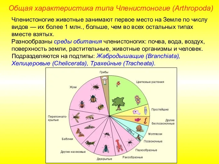 Членистоногие животные занимают первое место на Земле по числу видов