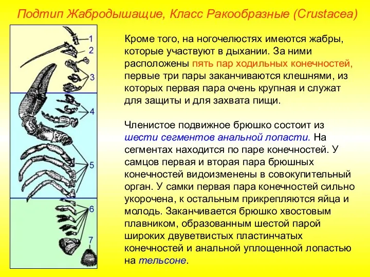 Кроме того, на ногочелюстях имеются жабры, которые участвуют в дыхании.