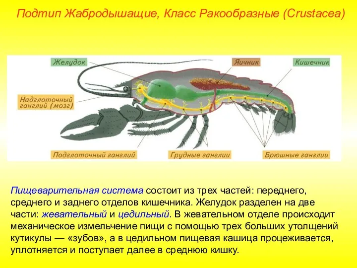 Пищеварительная система состоит из трех частей: переднего, среднего и заднего