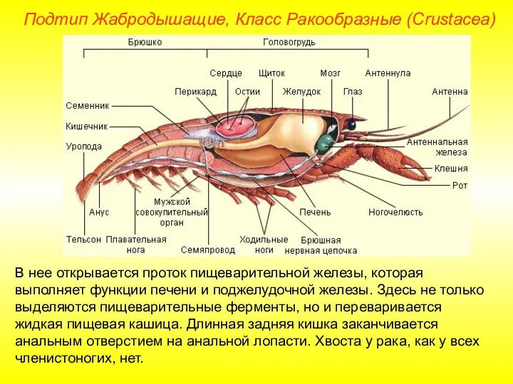 В нее открывается проток пищеварительной железы, которая выполняет функции печени